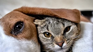 Jak widzą koty, a jak psy? Niektóre fakty zaskakują