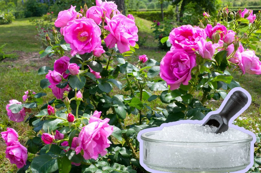 Sól Epsom w ogrodzie pomoże różom