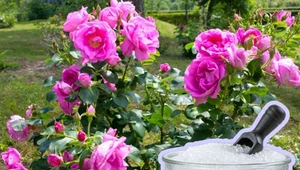 Użyj do podlewania róż. Kwiaty będą wyglądać i pachnieć obłędnie