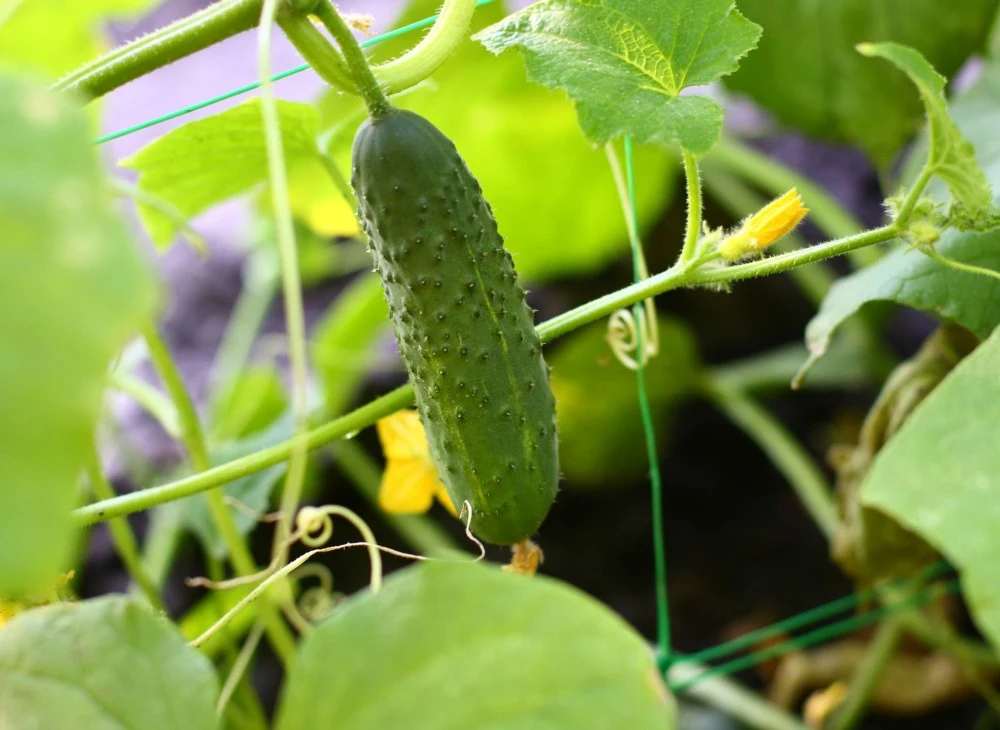 Odpowiednio podlewane ogórki wydadzą obfity plon. 