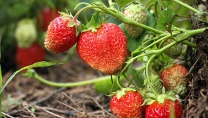 Zanim posadzisz truskawki, włóż to do dołka w ziemi. Krzaczki ugną się od owoców