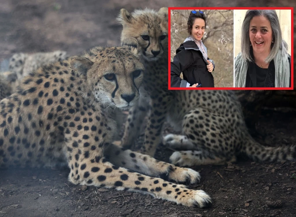 Ekolożki były zaangażowane w ochronę m.in. geparda azjatyckiego. Od pięciu lat odbywają karę więzienia