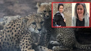 Wyrok: 10 lat więzienia za ochronę geparda. W więzieniu są bite i poniżane