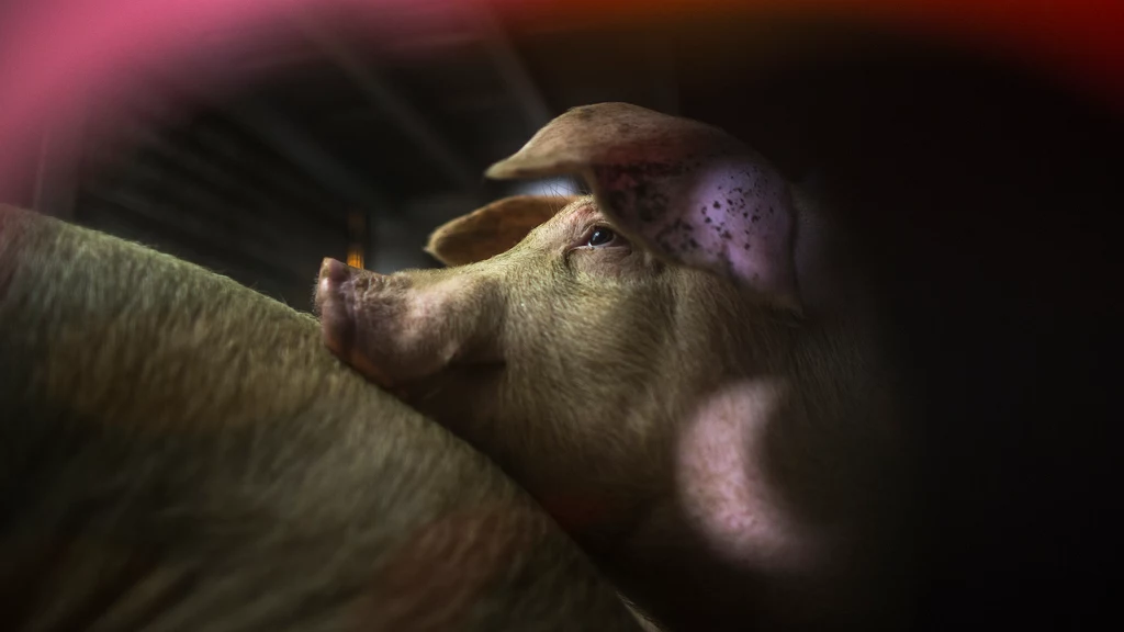 Organizacja Otwarte Klatki opublikowała nagrania z nowego śledztwa na farmie świń w woj. łódzkim. Zwierzęta były traktowane w niehumanitarny, bestialski sposób (zdj. ilustracyjne)