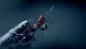 "Mucha dekapitująca mrówki" jest bezwzględna w swoich atakach