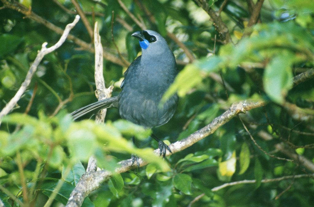 Kōkako. Ten ptak długo był uważany za wymarły, jednak tegoroczne obserwacje temu zaprzeczają. 