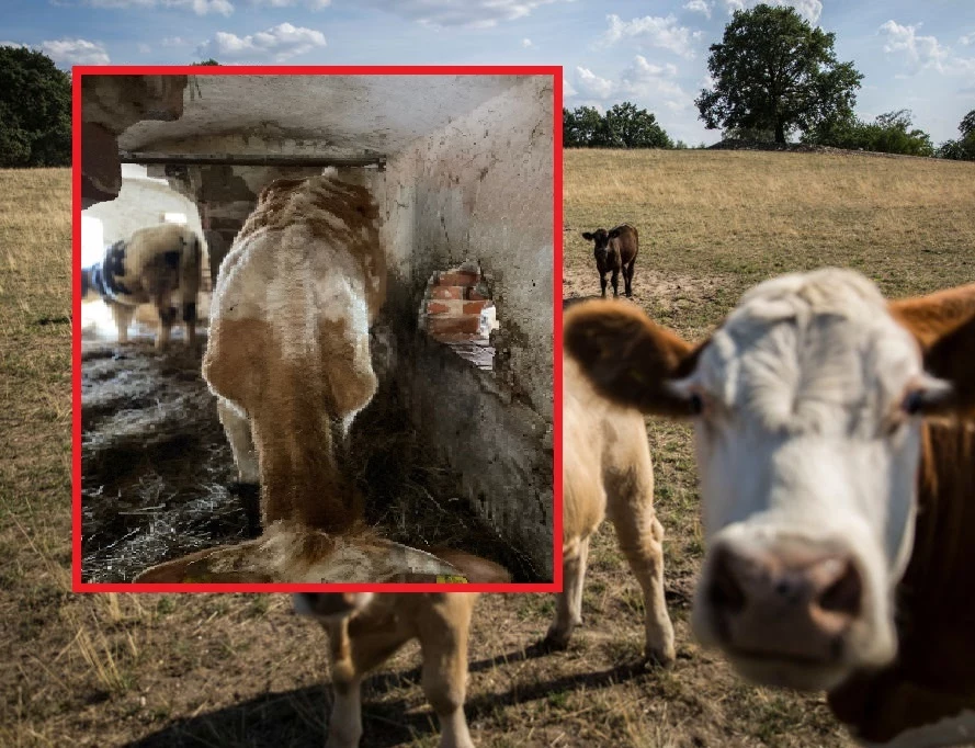 Sprawa krów z Grędzina jest znana od 2015 r., jednak przez osiem lat żaden urząd nie był w stanie nic zrobić.
