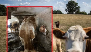 Sto "wolnych krów" żyje w fatalnych warunkach bez wody. Gmina bezradna