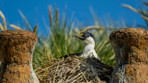 Tajemniczy pomór kormoranów. Znaleziono zwłoki ponad 3,5 tys. ptaków