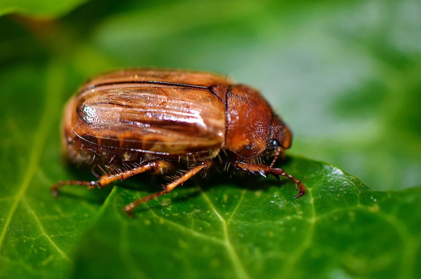 Guniak czerwczyk jest szkodnikiem groźnym dla roślin Guniak czerwczyk jest szkodnikiem groźnym dla roślin