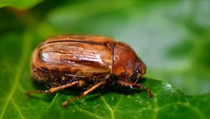 Atakują całą chmarą, wplątują się we włosy. Mogą splądrować cały ogród