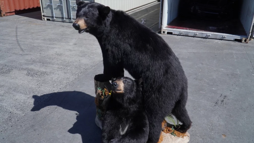 W Gdańsku zatrzymano przemyt spreparowanych niedźwiedzi czarnych. Przesyłka została nielegalnie nadana do Polski z USA
