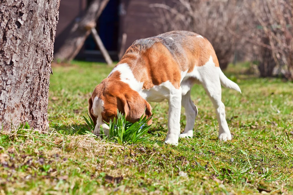 Jak zareagować, gdy pies zaczyna kopać dziury w ogrodzie?
