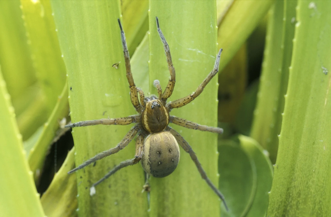 Bagnik nadwodny może wzbudzić strach nawet u osób, które nie boją się pająków Bagnik nadwodny może wzbudzić strach nawet u osób, które nie boją się pająków