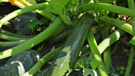 Jak uprawiać cukinię w ogrodzie?