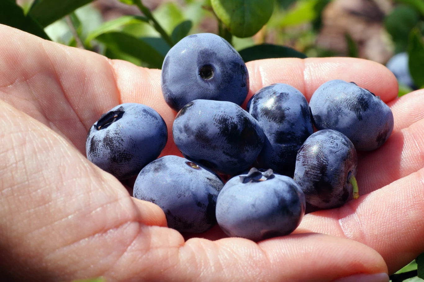Borówka amerykańska osiąga zawrotne ceny na targach, ale warta jest spróbowania w sezonie