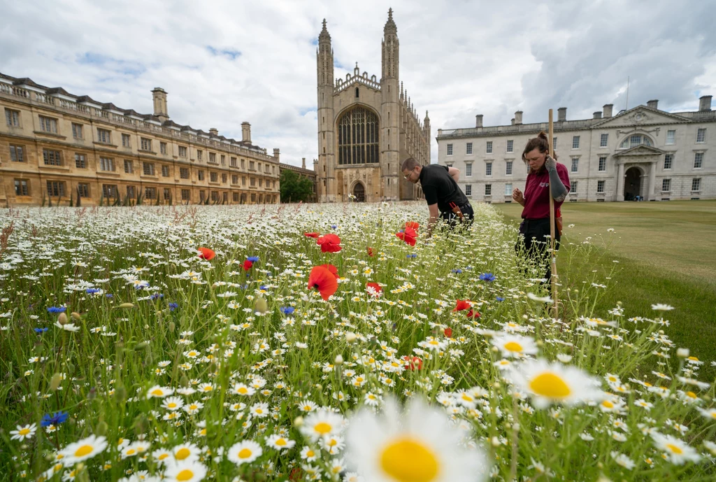 Dzięki eksperymentowi zazwyczaj idealnie przystrzyżony trawnik przed King's College w Cambridge w ciągu kilku lat zamienił się w gęstą i piękną łąkę kwietną z dziesiątkami nowych gatunków