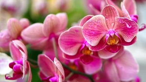 Storczyk nie chce kwitnąć? Zamiast podlewać "cud mieszankami", zrób tę prostą rzecz