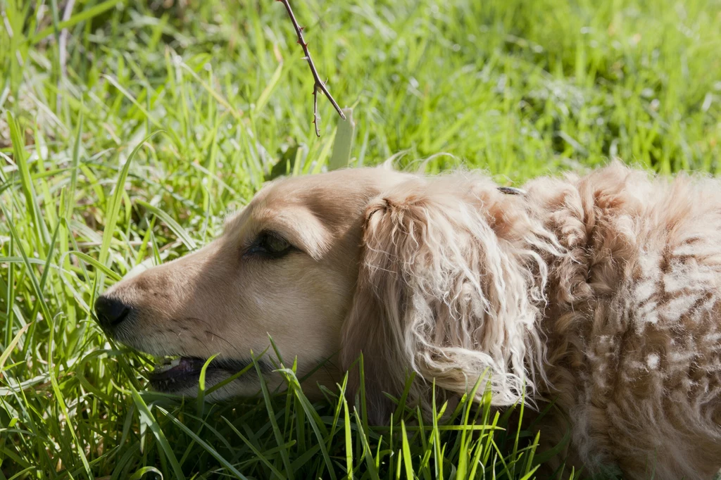 Widok jedzącego trawę psa nie jest niczym nowym. Kiedy jednak to zachowanie powinno wzbudzić nasz niepokój?