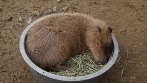 Nietypowe zwierzęta domowe - egzotyczne gatunki zamiast psa czy kota