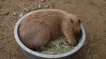 Kapibara to jedno z nietypowych zwierząt, które możesz mieć u siebie w domu