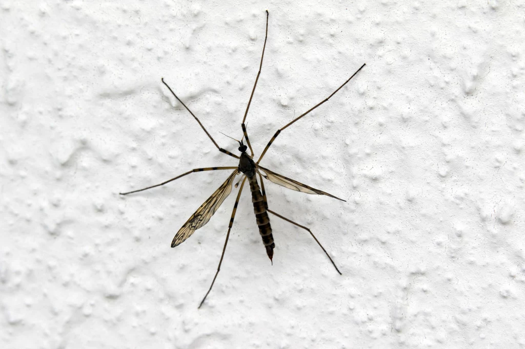 Koziułka wielka jest najczęściej mylona z komarem. 