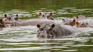 "Kokainowe" hipopotamy podbijają Kolumbię. Zwierzęta sprowadził tam Escobar