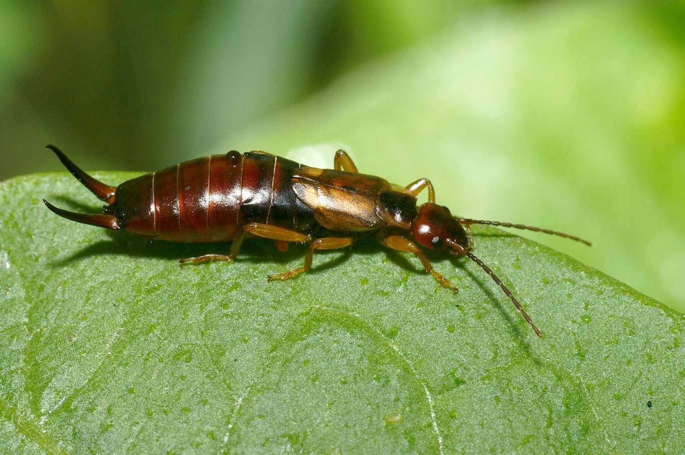 Skorek pospolity nie stanowi żadnego zagrożenia dla ludzi, jednak żerując w ogródku może niekiedy uszkodzić zdrowe rośliny 