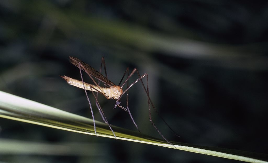 Koziułka wielka (Tipula maxima). Tak samo jak pszczoły zapyla kwiaty. 