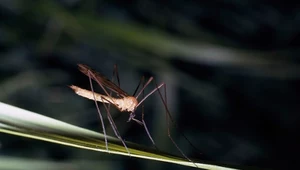 Mój przyjaciel owad. Te insekty nie sprawiają problemu w domu 