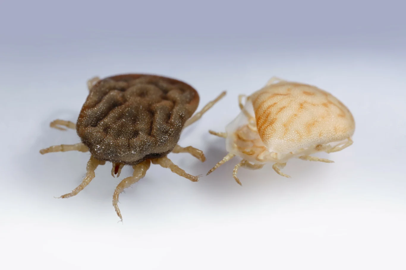 Na Ziemi występuje wiele gatunków kleszczy