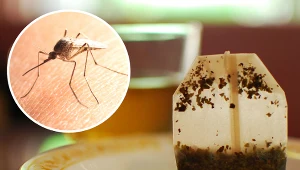 Co pomoże, kiedy ugryzł komar? Skutecznych środków poszukaj w kuchni