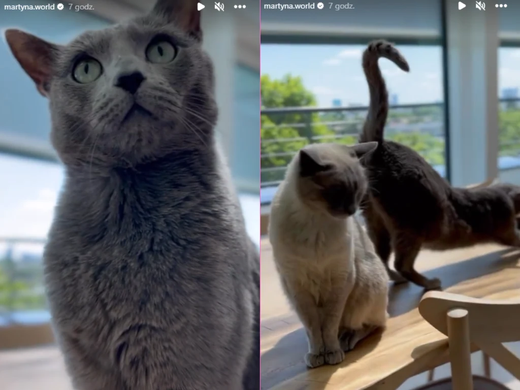 Koty Martyny Wojciechowskiej