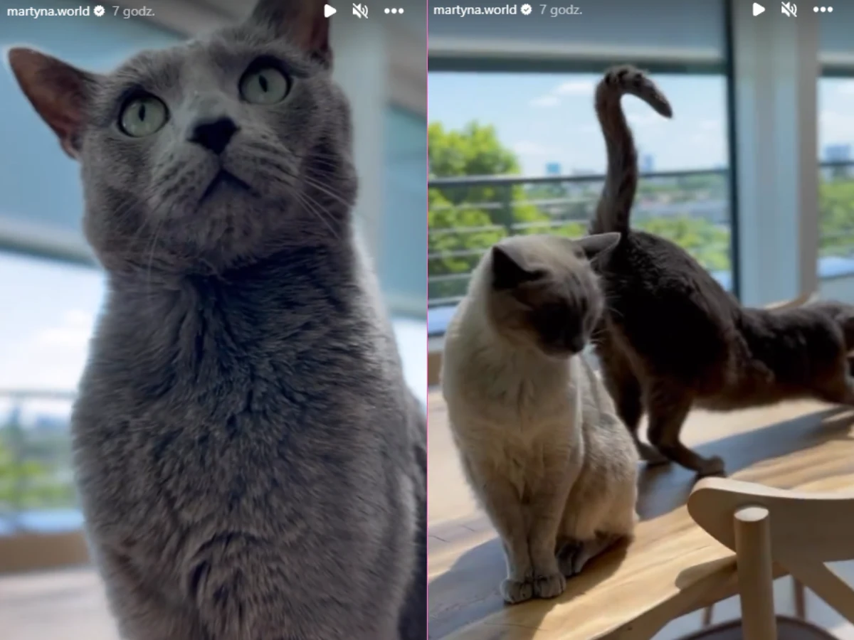Koty Martyny Wojciechowskiej Koty Martyny Wojciechowskiej