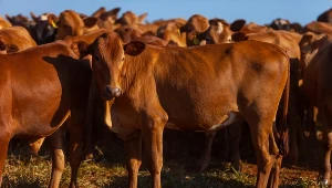 Żywność z krajów Mercosur może być tańsza od europejskiej. Na zdj. stado krów na farmie w stanie Mato Grosso du Sul (Brazylia)