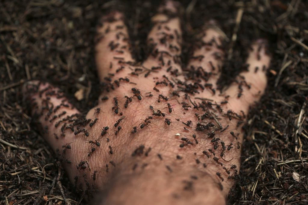 Zrozumienie mechanizmu działania jadu mrówki może pomóc w opracowywaniu terapii leczenia bólu. 