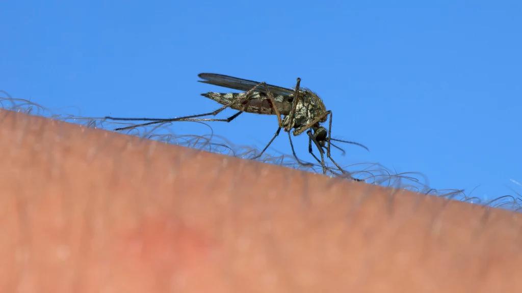 Komary nie gryzą ludzi przypadkowo. Owady wybierają swoje ofiary na bazie konkretnych czynników