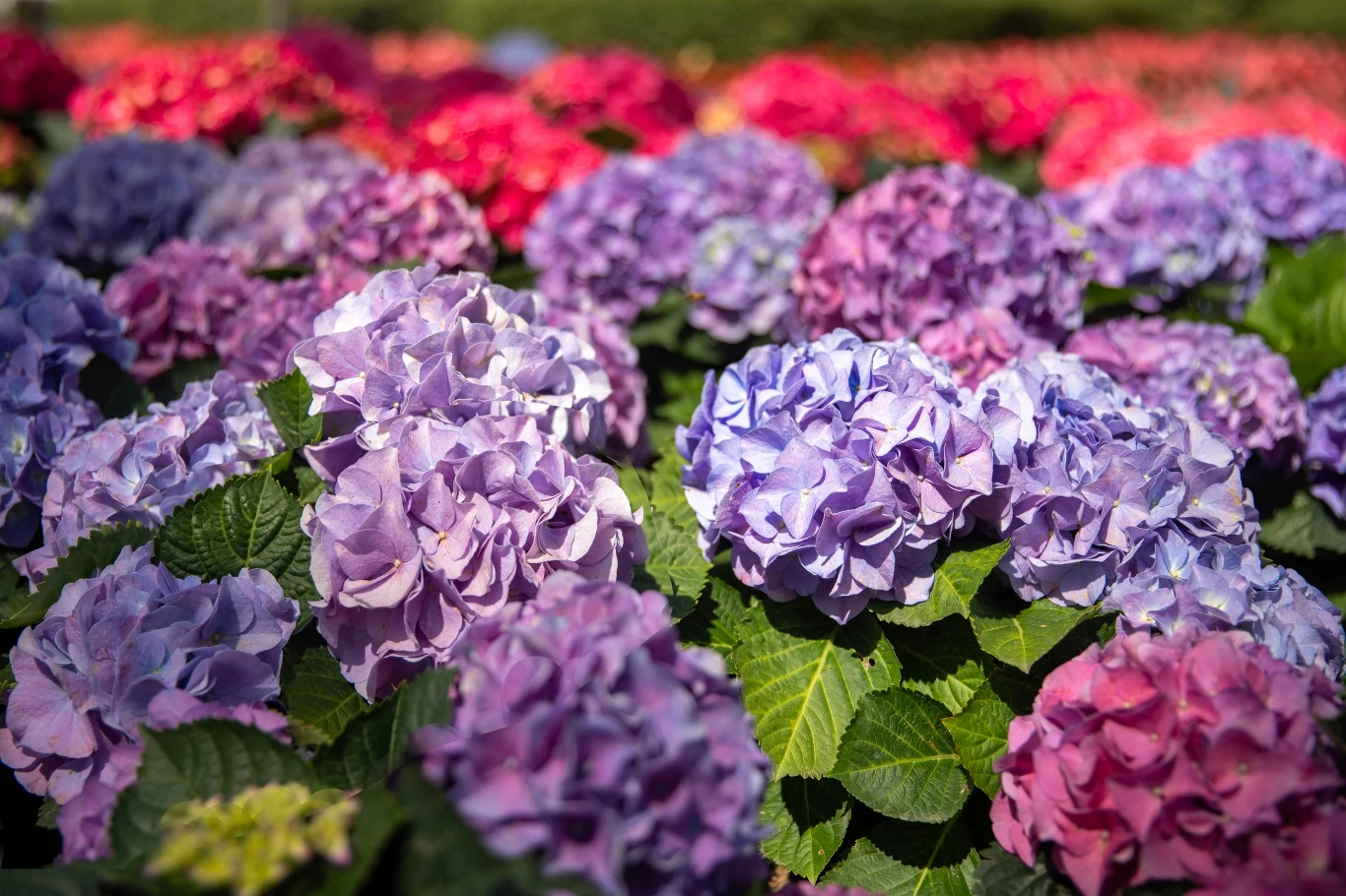 Bujne hortensje w ogrodzie? Stosowanie nawozu jest koniecznością