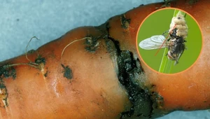 Połyśnicę marchwiankę naturalnie likwiduje tylko porażający grzyb