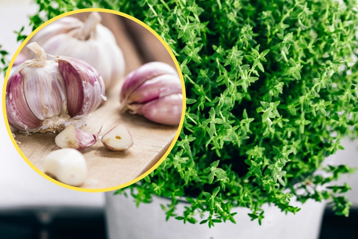 Komary odstraszy m.in zapach czosnku, tymianu lub grejpfruta