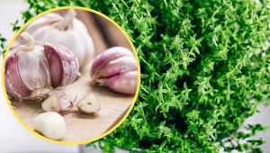 Komary odstraszy m.in zapach czosnku, tymianu lub grejpfruta