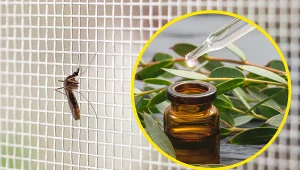 Olejek eukaliptusowy podziała jak naturalna moskitiera