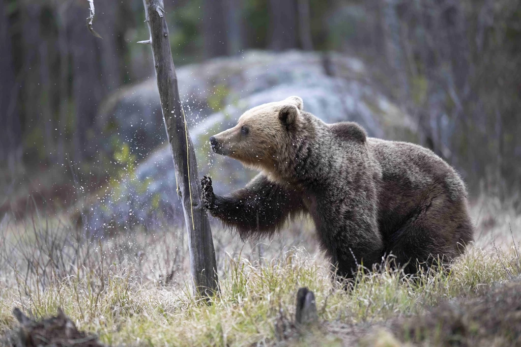 W Polsce rzadko dochodzi do śmiertelnych ataków niedźwiedzi na ludzi. Ostatni taki przypadek miał miejsce w 2014 r.