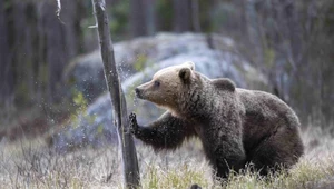Ataki niedźwiedzi w Polsce. Winne zwierzę czy człowiek?