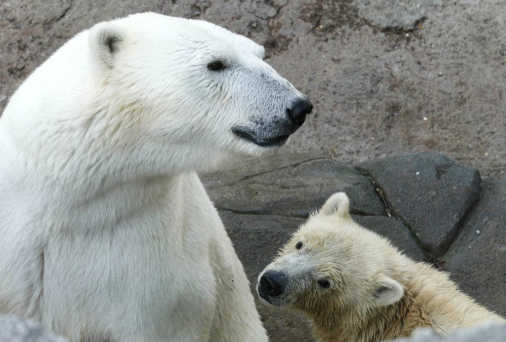 W Rosji żyją trzy gatunki niedźwiedzi, w tym niedźwiedzie polarne