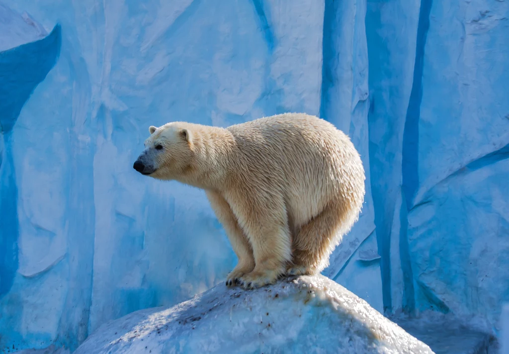 Niedźwiedzie polarne stały się jednym z symboli globalnego ocieplenia. Badania naukowców wskazują, że rosnące średnie temperatury mają bezpośrednie przełożenie na życie tych drapieżnych ssaków