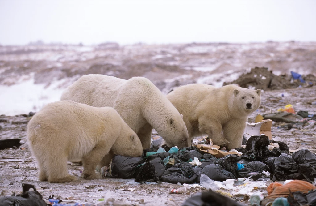 Ze względu na zmiany zachodzące w środowisku niedźwiedzie polarne coraz częściej zapuszczają się w pobliże osad ludzkich, np. na wysypiska śmieci