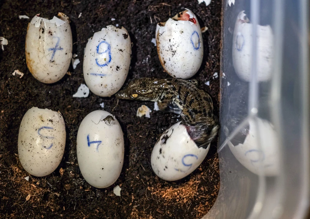 Do partenogenezy dochodzi często, gdy gatunek jest na skraju wyginięcia