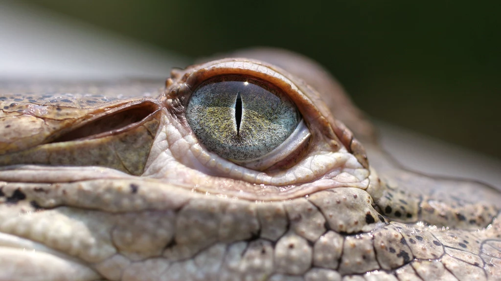 Do wyjątkowego zdarzenia doszło w zoo w Kostaryce. Odkryto, że jedna z samic krokodyla amerykańskiego ma zdolność partenogenezy, czyli zapłodniła się sama, bez udziału samca