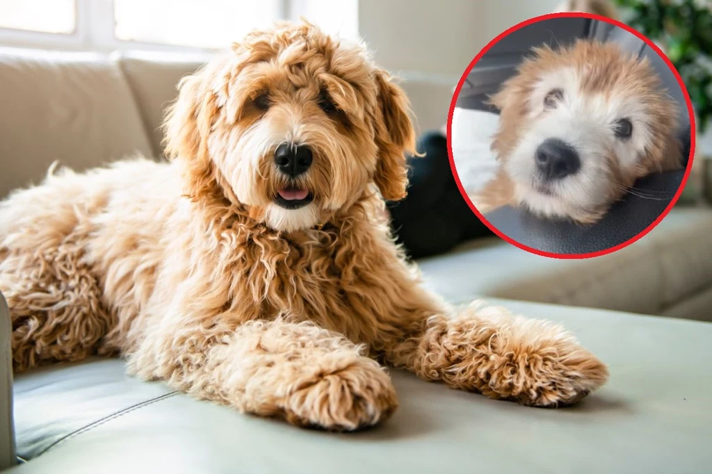 Pies Porter wyrósł na pięknego psa, ale hodowca oszukał jego właścicielkę. Nie przypomina maltipoo, na którego miał wyrosnąć 